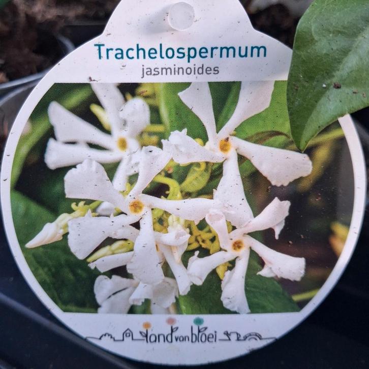 250cm Toscaanse Jasmijn - Trachelospermum jasminoides, Tuin en Terras, Planten | Tuinplanten, Overige soorten, Halfschaduw, Zomer