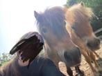 Verzorger gezocht voor 2 lieve shetlanders, Dieren en Toebehoren, Ophalen, Nieuw