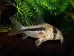 4 axelrody corydoras, Vis