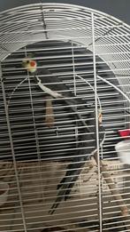 Vogels   2 Valkparkiet jongens en gezond, Mannelijk, Parkiet