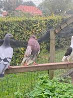 Koppeltje duif bruin,, Dieren en Toebehoren, Vogels | Duiven, Meerdere dieren, Overige soorten