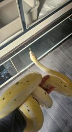 Retic cow sunfire tiger 1.0 2023 netpython, Dieren en Toebehoren, Slang, Tam, 0 tot 2 jaar