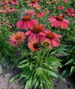 Zaadjes Echinacea Meditation Cherry zonnehoed, Tuin en Terras, Verzenden, Voorjaar, Volle zon, Zaad