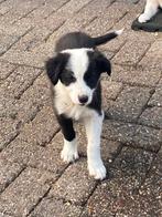 Border Collie Pups, 8 tot 15 weken, Collie, CDV (hondenziekte), Meerdere