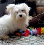 Sociale Maltezer pups, Dieren en Toebehoren, België, Maltezer, Particulier, Rabiës (hondsdolheid)