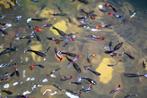baby guppy's te koop, Vis, Zoetwatervis, Schoolvis