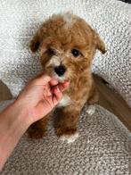 Premium f2 malitipoo pup teefje micro, Dieren en Toebehoren, Honden | Chihuahua's en Gezelschapshonden, Particulier, Rabiës (hondsdolheid)