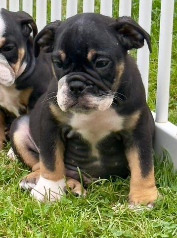 Engelse Bulldog pups te koop beschikbaar voor biedingen