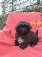 Te koop mooie kleinblijvende speelse boomer pups, Parvo, 8 tot 15 weken, Meerdere, Meerdere dieren