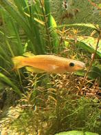 tandkarper panchax, Dieren en Toebehoren, Vis