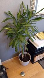 Grote Palm (140cm) met pot !, Tuin en Terras, Ophalen