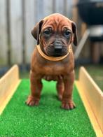 Rhodesian ridgeback pups | stamboom | holistische visie, Dieren en Toebehoren, Honden | Beagles, Bassets en Lopende honden, Overige rassen