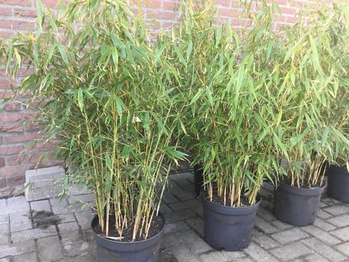 Fargesia Robusta Pingwu ( niet woekerende bamboe !!! ), Tuin en Terras, Planten | Tuinplanten, Vaste plant, Overige soorten, Halfschaduw