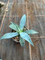 Agave blue, Tuin en Terras, Planten | Tuinplanten, Ophalen of Verzenden, Bloeit niet, Overige soorten, Volle zon