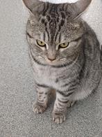 Britse korthaar mix, Dieren en Toebehoren, Katten en Kittens | Raskatten | Korthaar, Poes, Gechipt, 0 tot 2 jaar