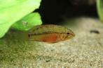 Gezocht: Apistogramma Hongsloi, vrouw, Dieren en Toebehoren, Vissen | Aquariumvissen, Vis