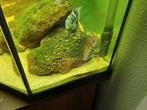 Grote aquarium vissen diverse soorten, Dieren en Toebehoren, Vissen | Aquariumvissen, Vis