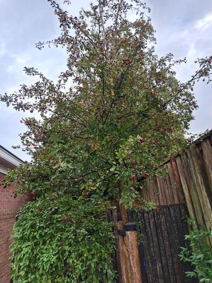 Meidoorn - Crataegus monogyna 500 cm stamomtrek: 17 cm, Tuin en Terras, Planten | Bomen, Overige soorten, Halfschaduw, Lente, Ophalen