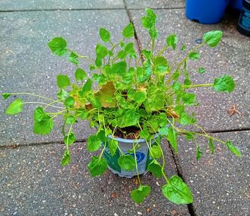 Campanula klokjesplant te koop  beschikbaar voor biedingen