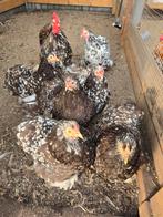 Broedeieren Cochin Choco Wit Gepareld, Dieren en Toebehoren, Pluimvee, Geslacht onbekend, Kip