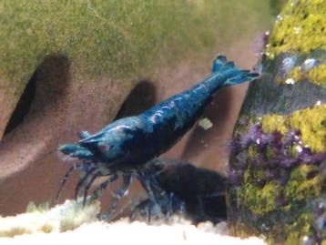 Blue sapphire neocaridina garnalen  beschikbaar voor biedingen