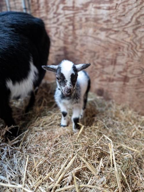 Dwerggeit bok Melle hoornloos dwerg geitje mini geitje, Dieren en Toebehoren, Schapen, Geiten en Varkens, Geit, Mannelijk, 0 tot 2 jaar