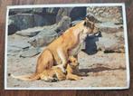 Leeuwin met welp (foto J. Bokma, Artis) (poststempel Arnhem), Verzamelen, Ansichtkaarten | Dieren, Ophalen of Verzenden, 1960 tot 1980
