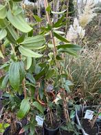 Groenblijvende clematis 125 /150 grote pot stevige plant, Ophalen, Vaste plant, Halfschaduw, Klimplanten