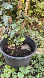 Veldesdoorn. Inheemse boom. Gifvrij en duurzaam gekweekt., Tuin en Terras, Ophalen, Overige soorten, Volle zon