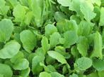 Raapstelen Afnemer gezocht, Tuin en Terras, Planten | Tuinplanten, Ophalen