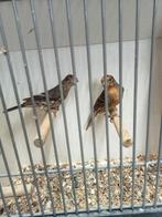 Koppel roodmussen, Dieren en Toebehoren, Vogels | Overige Vogels, Meerdere dieren