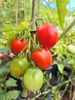 Zaden tomaat pienollo del vesuvio, Verzenden, Volle zon