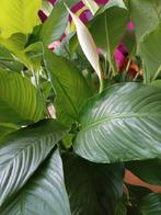 Grote Vrede Lelie Lepelplant 7 jaar oud, Overige soorten, Ophalen, Volle zon
