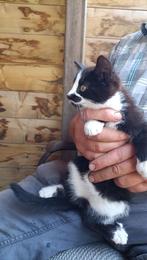 Kittens, Dieren en Toebehoren, Geslacht onbekend, Kortharig, 0 tot 2 jaar