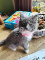 Prachtige Ragdoll/Maincoon kitten! Nog 1 beschikbaar!, Dieren en Toebehoren, Meerdere dieren, Ontwormd