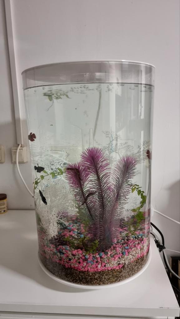 Biorb Tube 30L incl. toebehoren o.a. luchtpomp, filter etc., Dieren en Toebehoren, Vissen | Aquaria en Toebehoren, Gebruikt, Plant(en), Steen of Hout