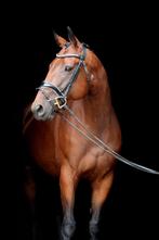 Braaf en lieve merrie 9 jr, Merrie, Recreatiepaard