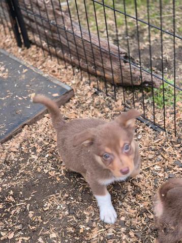 Border Collie x Corgi kruising - laatste 2 reutjes  beschikbaar voor biedingen