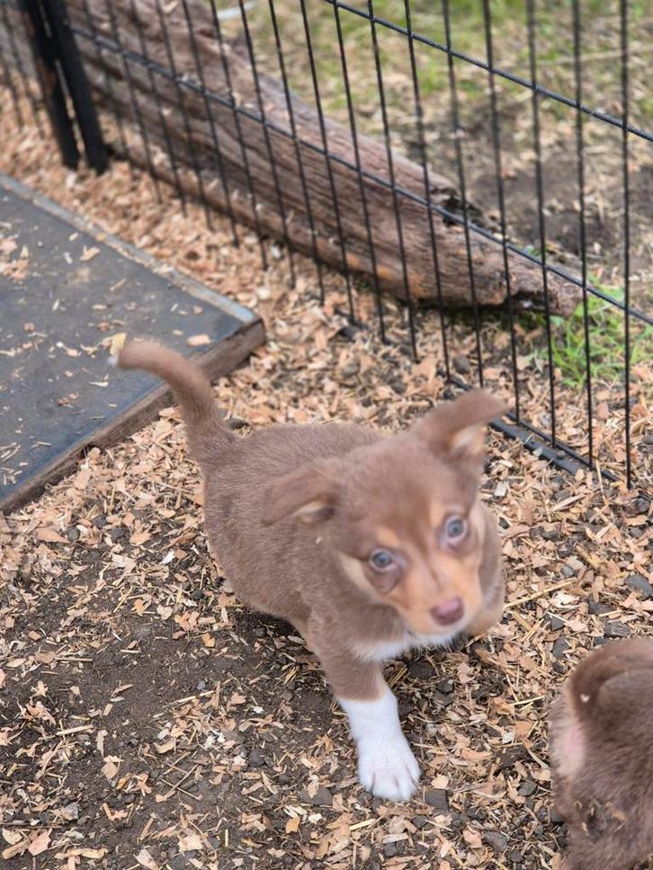 Border Collie x Corgi kruising - laatste 2 reutjes, Dieren en Toebehoren, Honden | Herdershonden en Veedrijvers, Meerdere dieren