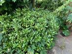 Volle lage skimmia struik, Ophalen, Overige soorten, Minder dan 100 cm