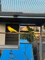 1 jonge roodvoorhoofd kakariki man, Meerdere dieren, Parkiet, Geringd