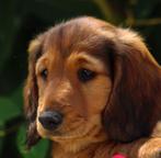 Prachtige Standaard Langhaar Teckel Pups te Koop, Dieren en Toebehoren, Honden | Teckels en Dashonden, Standaard, Rabiës (hondsdolheid)