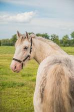 Lieve 4 jarige  bereden Tinker  ongeveer 138m, Dieren en Toebehoren, B, Ruin, 3 tot 6 jaar, Gechipt