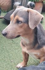 Super mooie Jack Russel reutje 2 jaar, Jack Russell Terriër, Reu, 1 tot 2 jaar, Eén hond