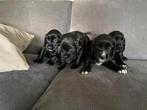 Prachtige Engelse Worcking Cockerspaniel pups, Dieren en Toebehoren, Rabiës (hondsdolheid), 8 tot 15 weken, Meerdere, Meerdere dieren
