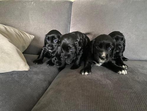 Prachtige Engelse Worcking Cockerspaniel pups, Dieren en Toebehoren, Honden | Retrievers, Spaniëls en Waterhonden, Meerdere dieren
