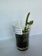 Philodendron burle marx variegata (2), Huis en Inrichting, Kamerplanten, Ophalen of Verzenden, Overige soorten, Minder dan 100 cm