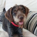 AIN:  Lady, Rabiës (hondsdolheid), Handelaar, Buitenland, Teef