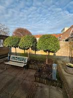 3 Portugese Laurierbomen (1.5m) - Zelf uitgraven, Tuin en Terras, Planten | Bomen, Ophalen