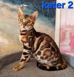Bengaal kittens met stamboom 🇳🇱, Meerdere dieren, Gechipt, 0 tot 2 jaar